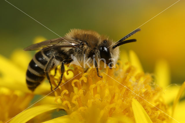 Colletes marginatus