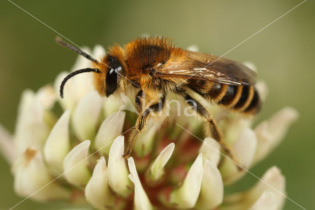 Klaverdikpoot (Melitta leporina)