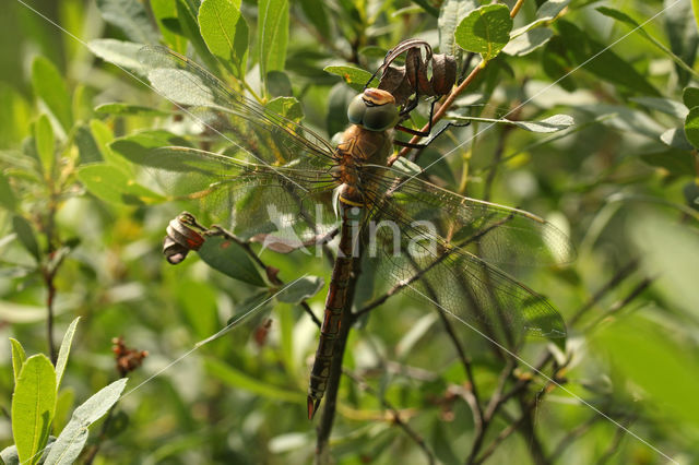 Little emperor dragonfly (Anax parthenope)