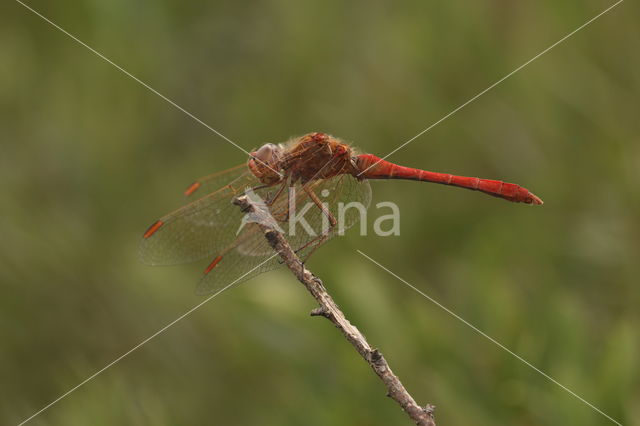 Zuidelijke heidelibel (Sympetrum meridionale)