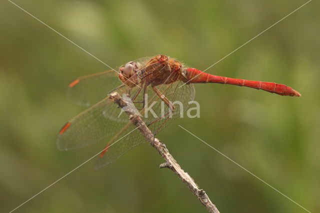 Southern Darter (Sympetrum meridionale)