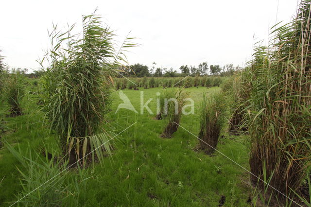 Riet (Phragmites australis)