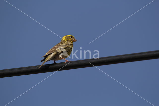 European Serin (Serinus serinus)