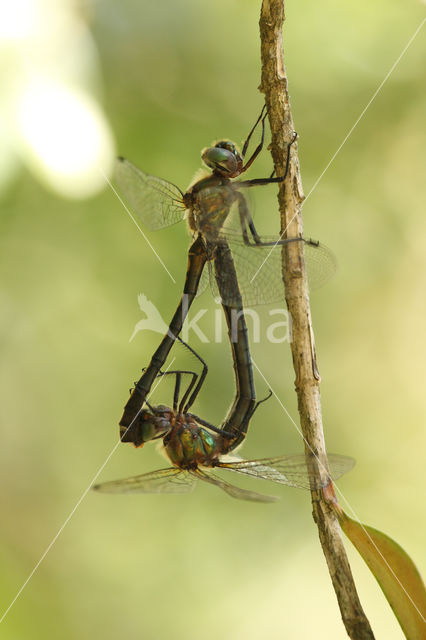 Bronslibel (Oxygastra curtisii)