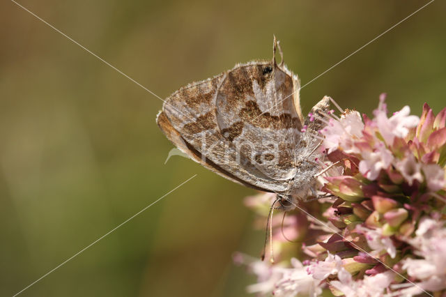 Geraniumblauwtje (Cacyreus marshalli)