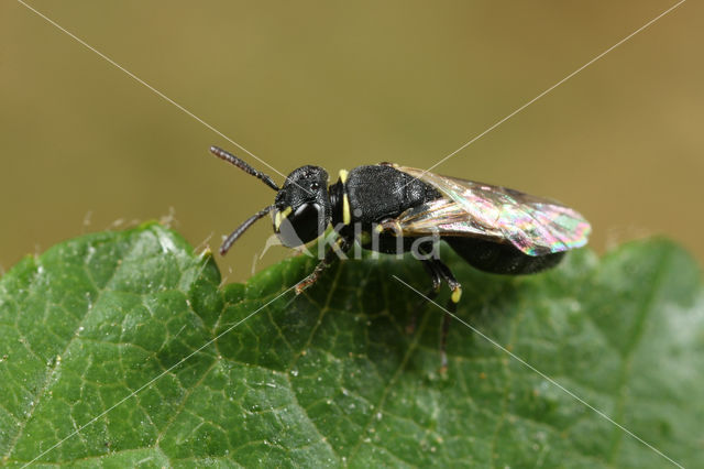 Hylaeus imparilis