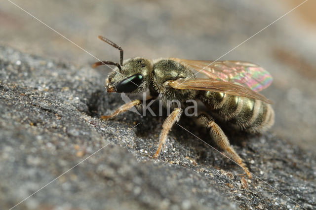 Halictus smaragdulus