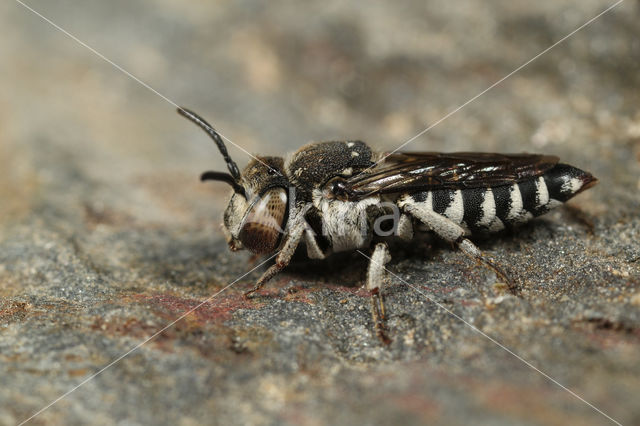 Coelioxys afer