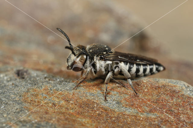 Coelioxys afer