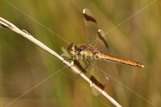 band-winged dragonfly (Sympetrum pedemontanum)