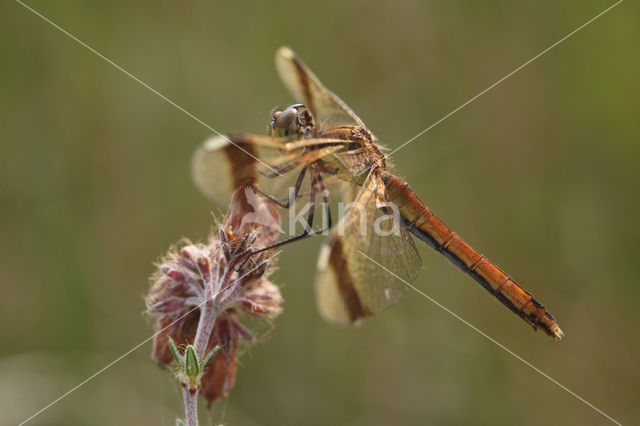 band-winged dragonfly (Sympetrum pedemontanum)