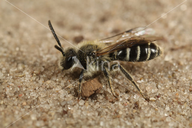 Zilveren zandbij (Andrena argentata)