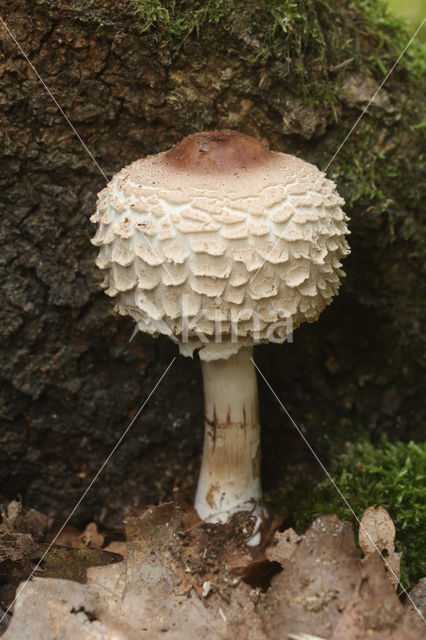 Chlorophyllum rachodes