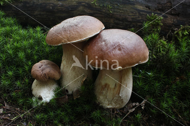 Gewoon eekhoorntjesbrood (Boletus edulis)