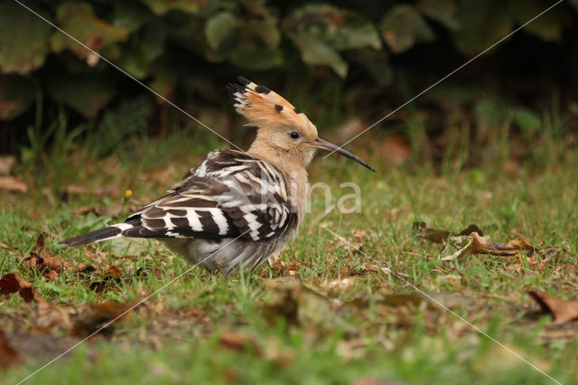 Hoopoe (Upupa epops)