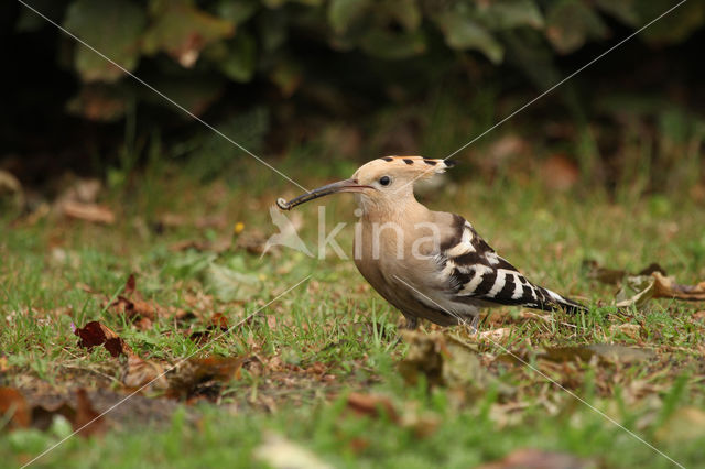 Hoopoe (Upupa epops)