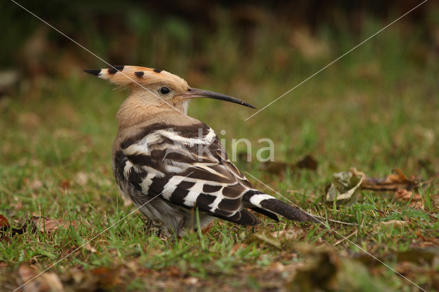 Hoopoe (Upupa epops)