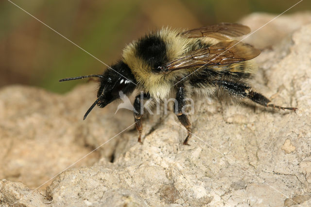 Bombus mesomelas