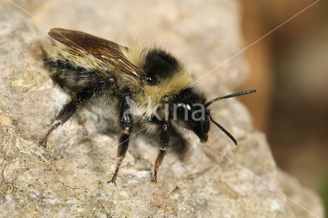 Bombus mesomelas