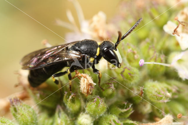 Weidemaskerbij (Hylaeus gibbus)