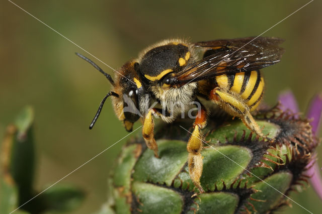 Grote wolbij (Anthidium manicatum)