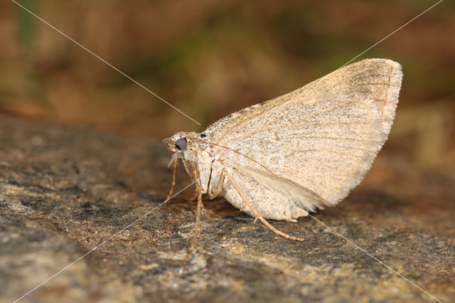 Klaverbandspanner (Scotopteryx bipunctaria)