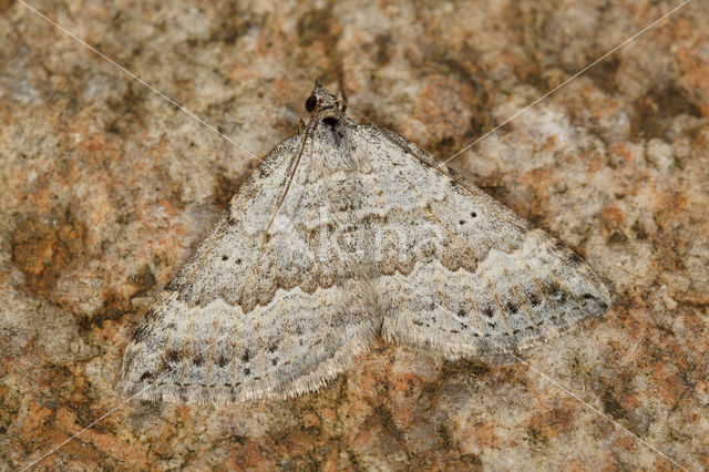 Klaverbandspanner (Scotopteryx bipunctaria)