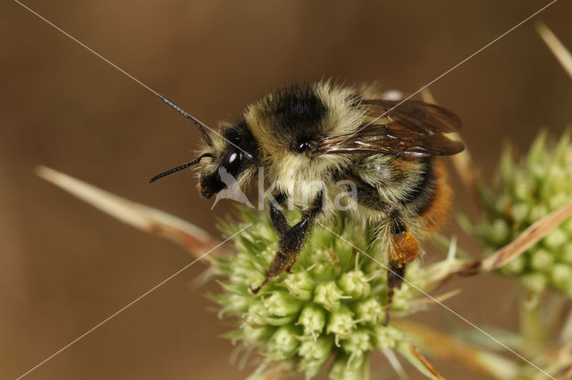 Boshommel (Bombus sylvarum)