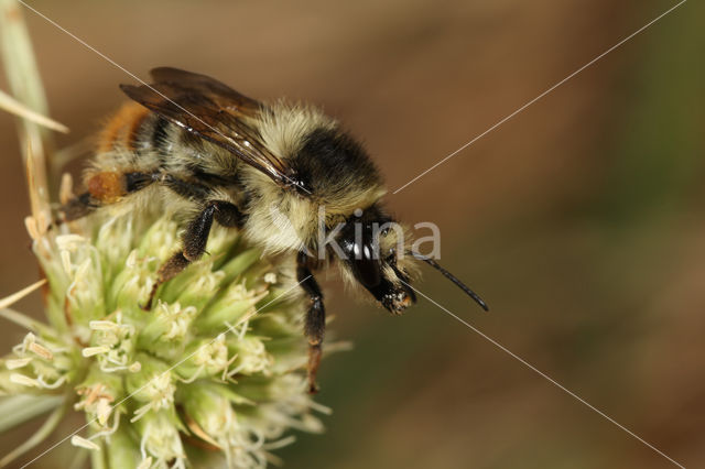 Boshommel (Bombus sylvarum)