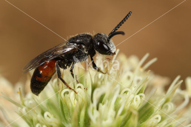 Sphecodes ephippius