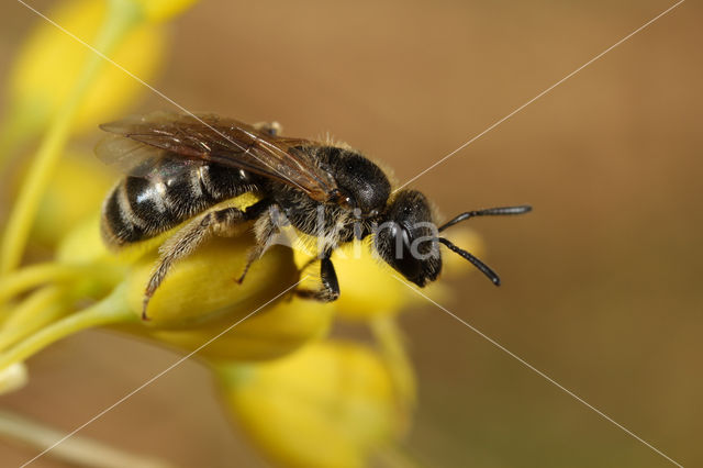 Groepjesgroefbij (Lasioglossum malachurum)