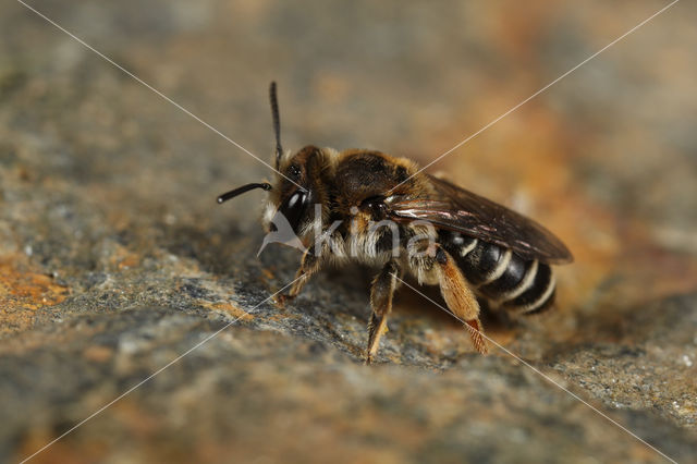 Bremzandbij (Andrena ovatula)