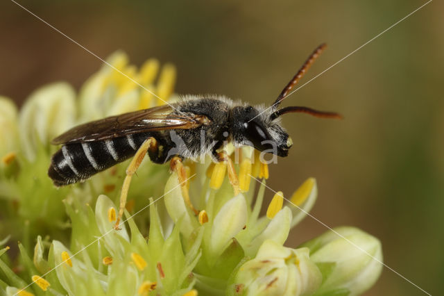 Halictus simplex