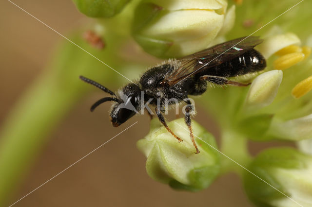 Lasioglossum convexiusculum