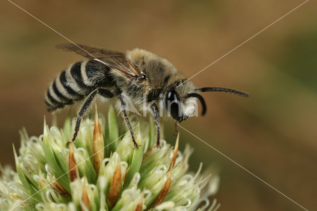 Colletes hylaeiformis