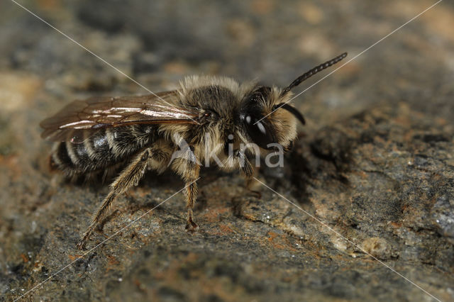 Grasbij (Andrena flavipes)