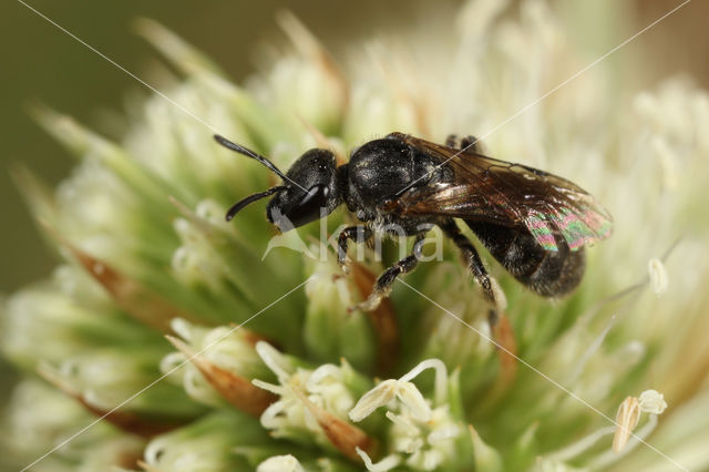 Lasioglossum punctatissimum