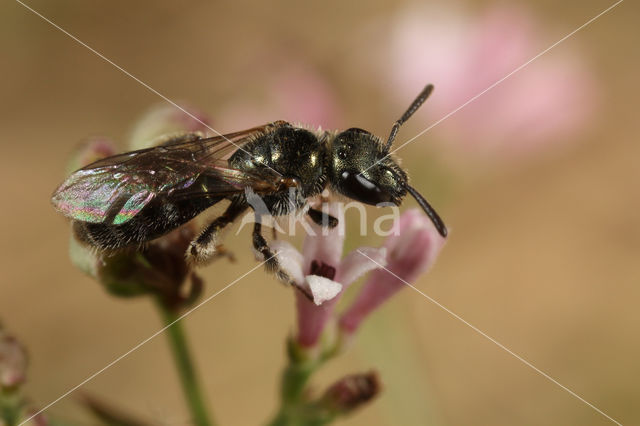 Lasioglossum lissonotum