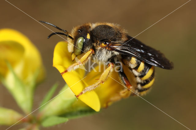 Tweelobbige wolbij (Anthidium oblongatum)