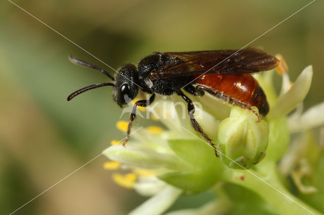 Pantserbloedbij (Sphecodes gibbus)