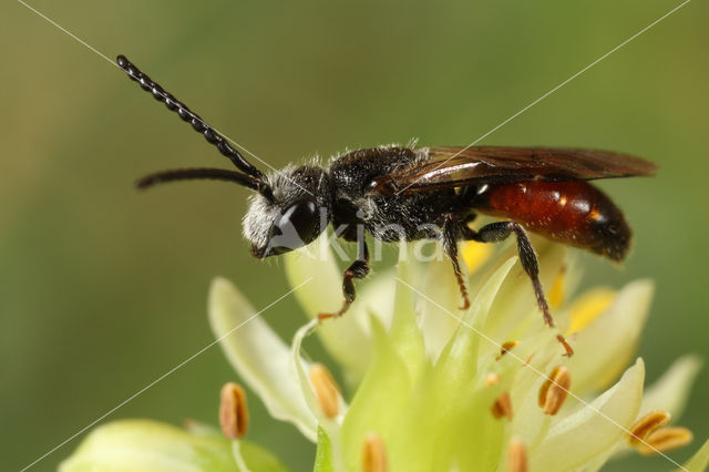 Dikkopbloedbij (Sphecodes monilicornis)