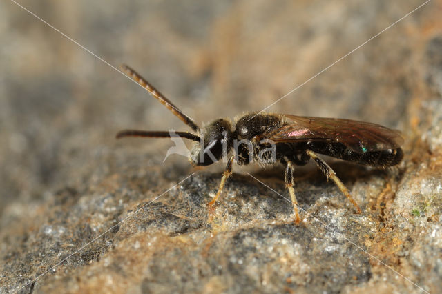 Kleigroefbij (Lasioglossum pauxillum)