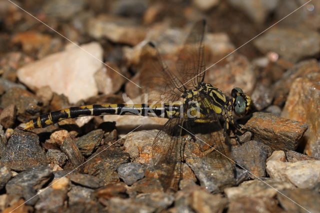 Blue-eyed Hook-tailed Dragonfly (Onychogomphus uncatus)