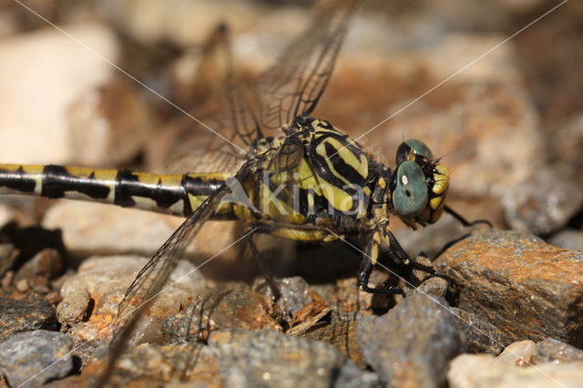 Blue-eyed Hook-tailed Dragonfly (Onychogomphus uncatus)