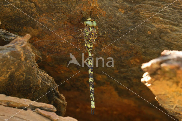 Western Spectre (Boyeria irene)