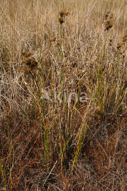 Canadese rus (Juncus canadensis)