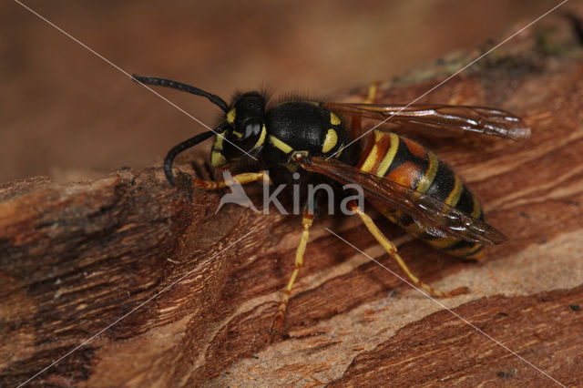 Red Wasp (Vespula rufa)