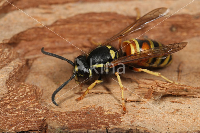 Red Wasp (Vespula rufa)