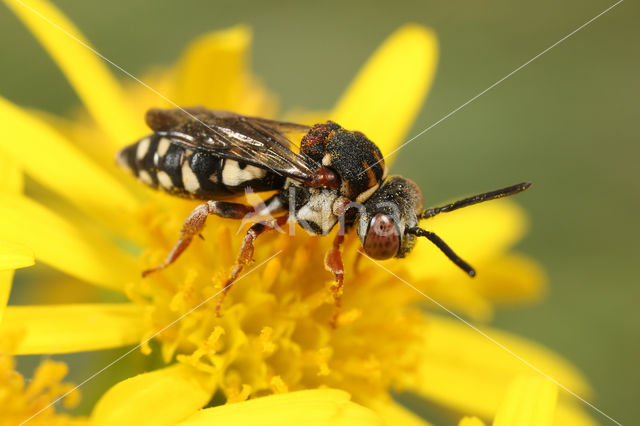 Gewone viltbij (Epeolus variegatus)