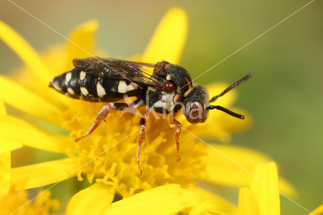 Gewone viltbij (Epeolus variegatus)